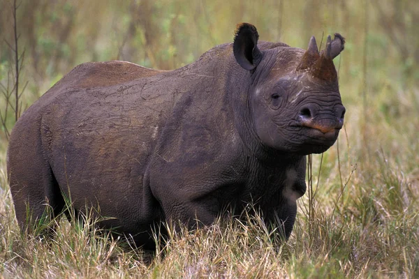 Rhinoceros Noir diceros bicornis — 图库照片