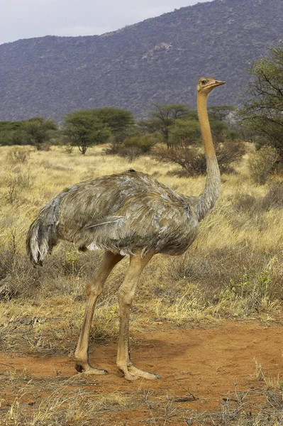 オーストラリアのstruthio camelus — ストック写真