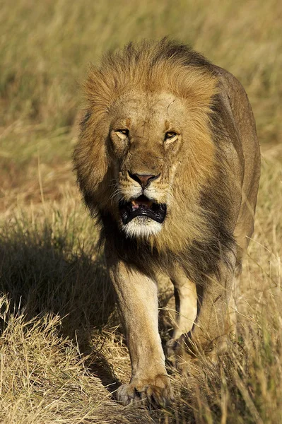 LION D 'AFRIQUE pantera leo — Foto de Stock