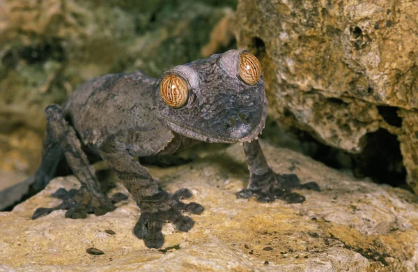 Gecko eine Warteschlange Platte uroplatus fimbriatus — Stockfoto