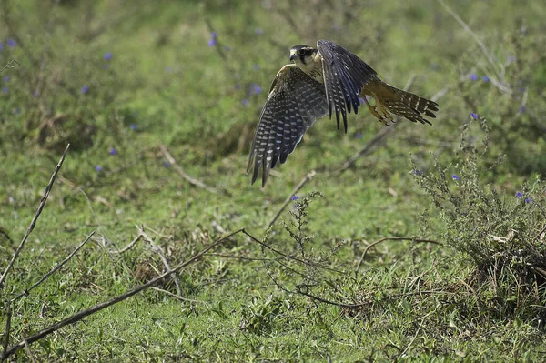 FAUCON APLOMADO falco femoralis — Stock Photo, Image