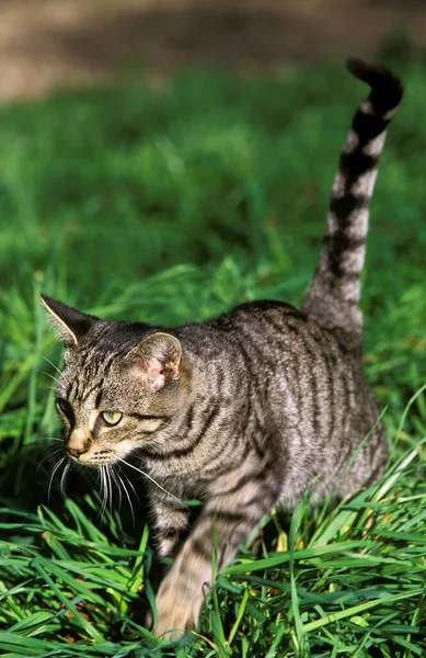 Europeen Silver Tabby — Stockfoto