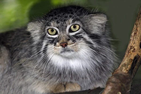 MANUL Reccolobus manul — стоковое фото