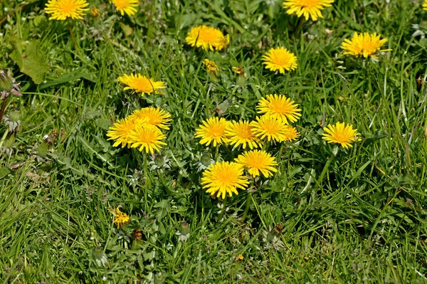 Pissenlit taraxacum officinale — Stok fotoğraf