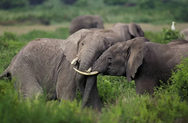 Olifant D 'Afrique loxodonta africana — Stockfoto