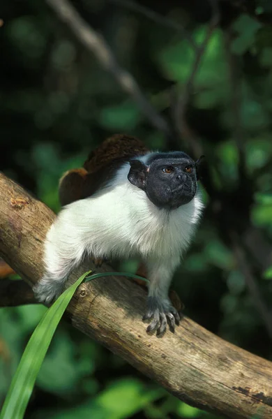 Tamarin Bicolore saguinus bicolor bicolor — Stockfoto