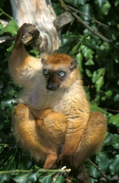 Maki Macaco eulemur macaco — Zdjęcie stockowe