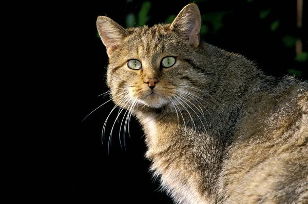 Chat Sauvage D 'Europe felis silvestris — Φωτογραφία Αρχείου