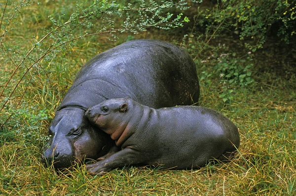 Hippopotame Nain choeropsis liberiensis — стокове фото