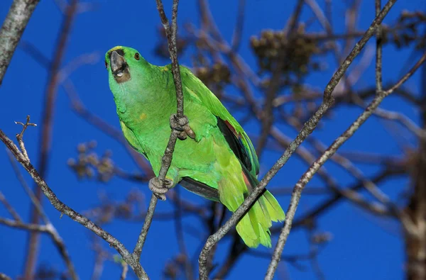 Amazone A Front Jaune amazona ochrocephala — Stock fotografie