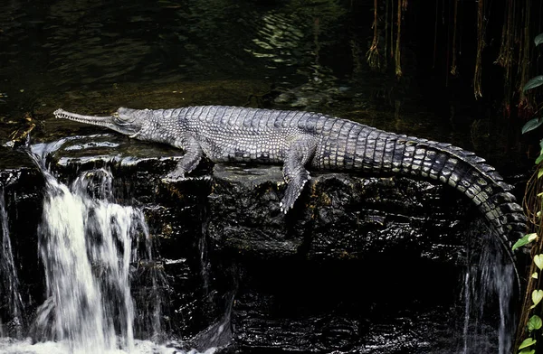 Gavial Du Gange gavialis gangeticus Nincs magyar neve — Stock Fotó