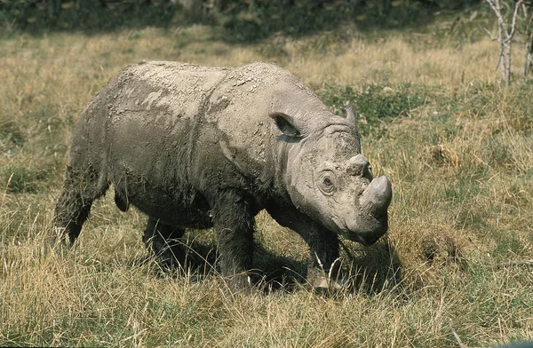 Rhinoceros De Sumatra dicerorhinus sumatrensis — Fotografia de Stock