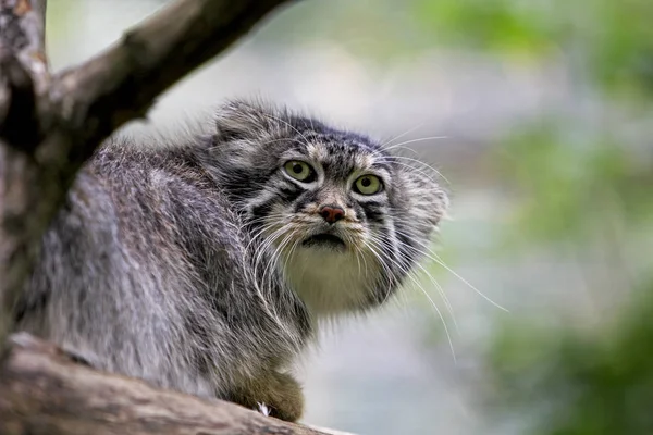 MANUL Reccolobus manul — стоковое фото