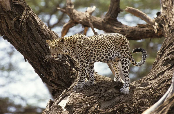 Pantherleoparde panthera pardus — Stockfoto