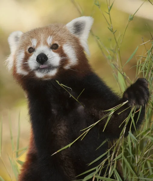 Panda ailurus fulgens — стокове фото