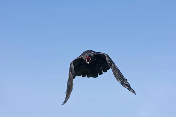Gran Corbeau corvus Corvus —  Fotos de Stock