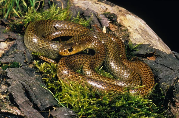 Wąż Ratier Indochinois ptyas korros — Zdjęcie stockowe