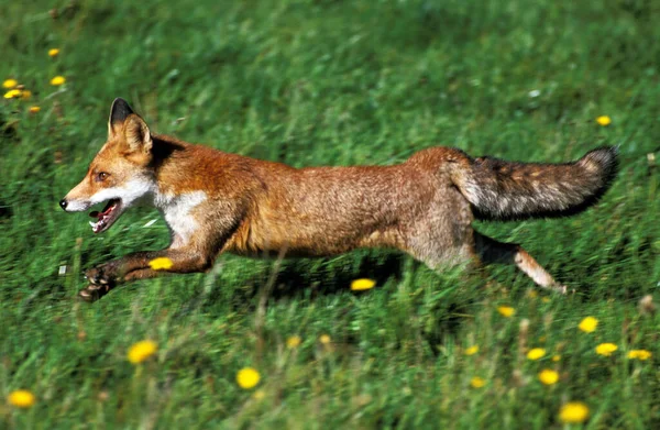 Renard Roux vulpes vulpes — Fotografia de Stock