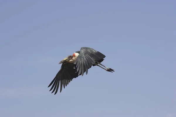 Marabout D'Afrique leptoptilos crumeniferus — стокове фото