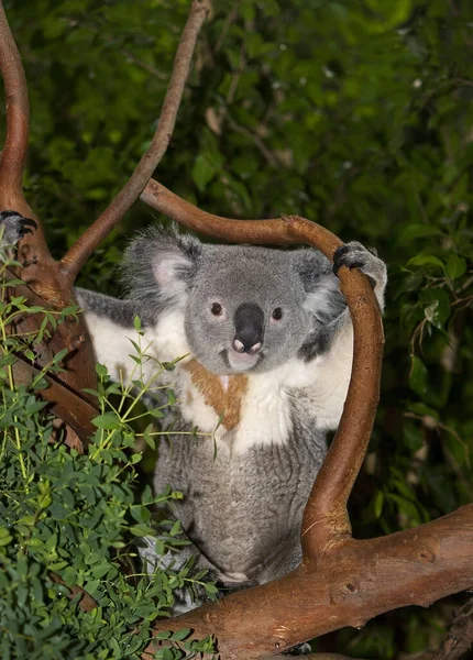 Koala phascolarctos cinereus — Φωτογραφία Αρχείου