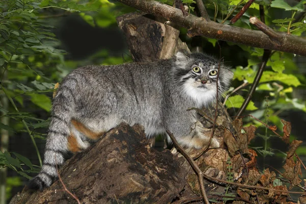 Manul otokolobus MANUL — Stok Foto