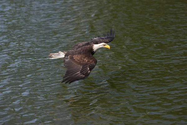 PYGARGUE A TETE BLANCHE halaeetus leucocephalus — Fotografia de Stock