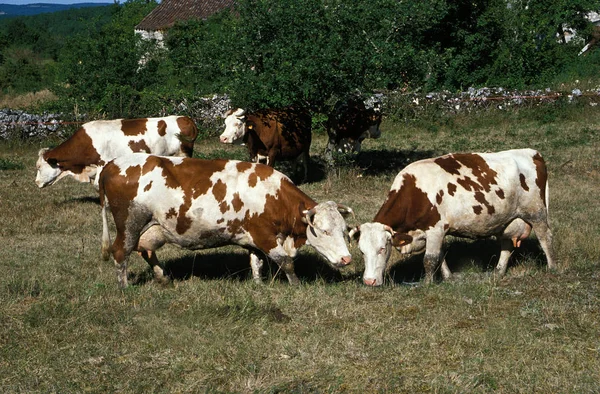 Montbeliarde — Fotografia de Stock