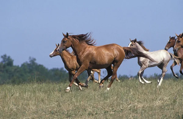 ANGLO ARAB — Stok Foto