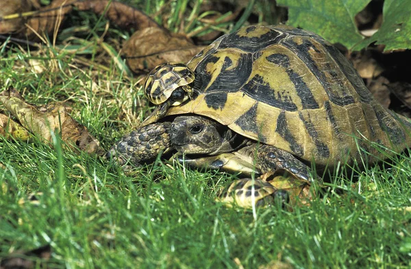 Tortue DHermann testudo hermanni — 스톡 사진