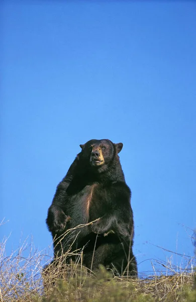 Bizimki Baribal ursus americanus — Stok fotoğraf