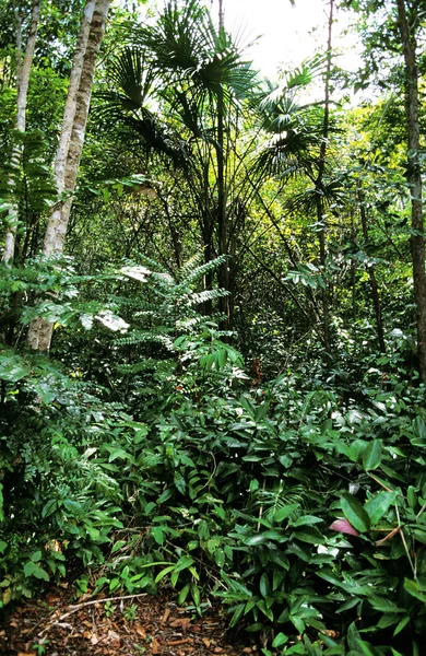 Foret tropicale — Foto de Stock