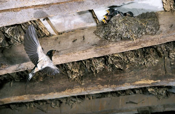 Hirondelle De Cheminee hirundo rustica 2. — Photo