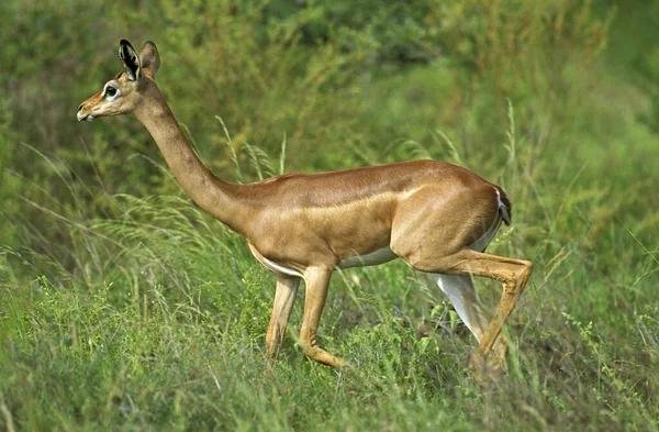 Gazelle De Waller litocranius walleri — 图库照片