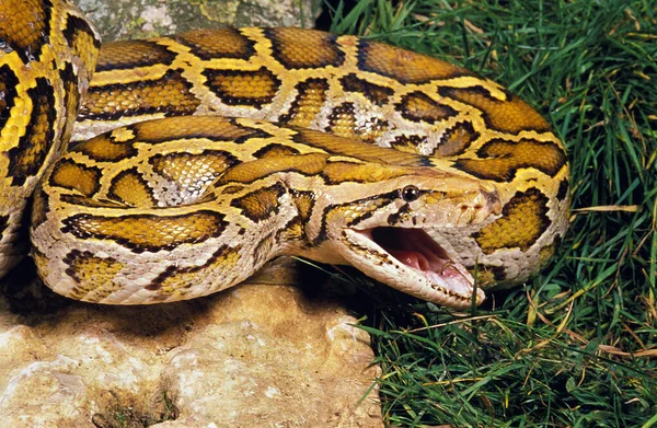 Python Molure｜python molurus — ストック写真