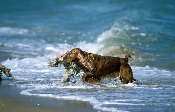 Cockerspaniel — Stockfoto