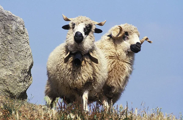 Mouton Thones Et Marthod Przewodniczący — Zdjęcie stockowe