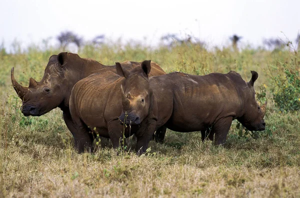Rhinoceros Blanc ceratotherium simum — стокове фото