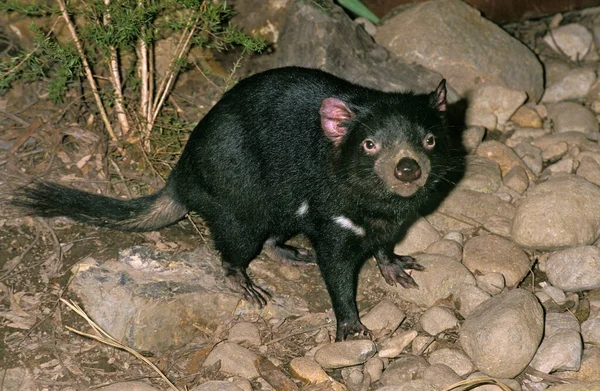 DIABLE DE TASMANIE sarcophilus harrisi — Stok Foto