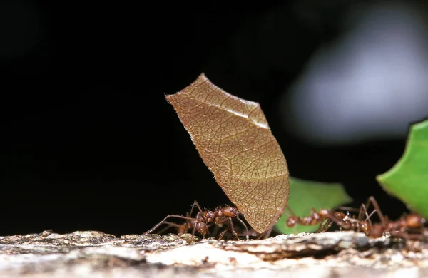 FOURMI COUPEUSE DE FEUILLES atta — Stockfoto