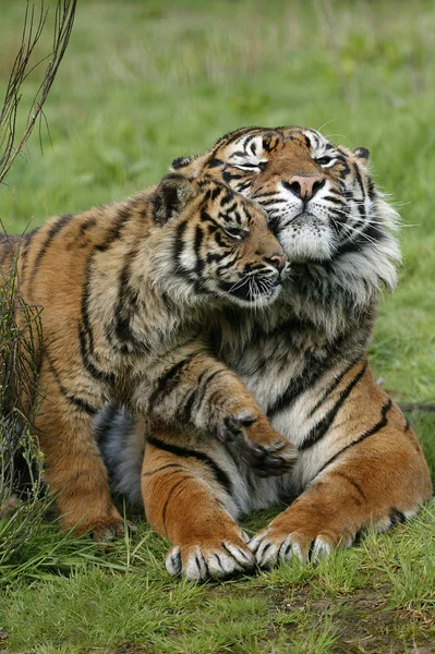 Tigre De Sumatra tigris panthera sumatrae — Fotografia de Stock
