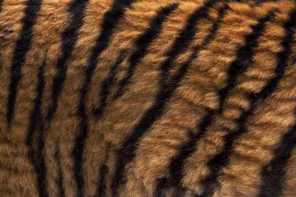 TIGRE DE SIBERIE panthera ferris altaica — стоковое фото