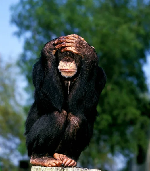 CHIMPANZE pan trogloditas — Foto de Stock