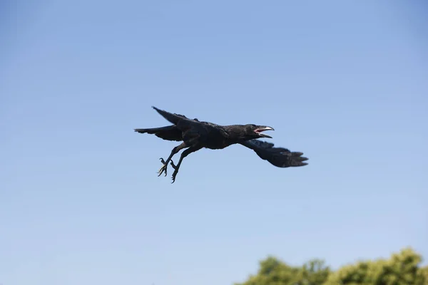 Grand Corbeau corvus corax — стокове фото