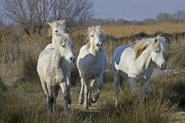 Camarguais — Photo