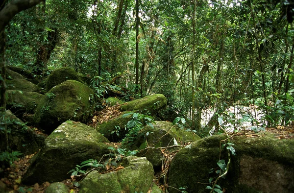 Rainforest Australia Foret Tropicale — Stock Photo, Image