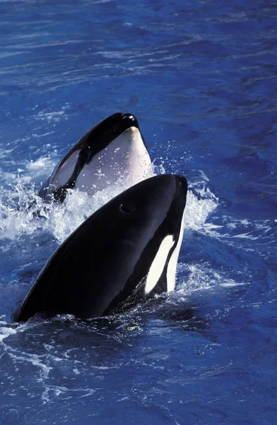 Orque Epaulard orcinus orca — 图库照片