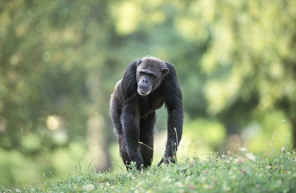 CHIMPANZE pan troglodytes