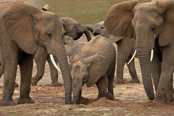 African Elephant, loxodonta africana, Herd standing near River, Samburu Park in Kenya