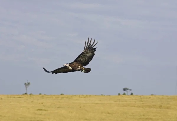 Vautour Charognard necrosyrtes monachus — Photo