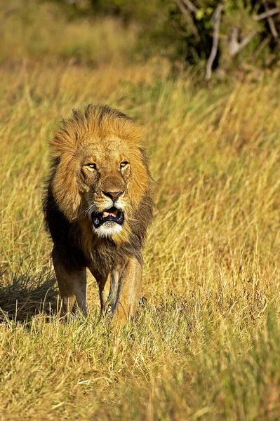 Lion DAfrique panthera leo — 스톡 사진